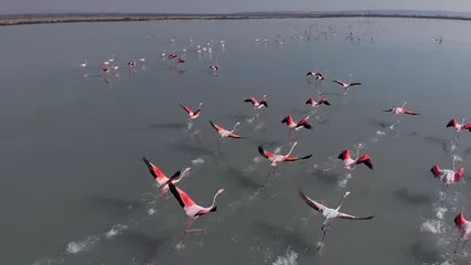 Photo sur Plexiglas Flamant Beaux oiseaux de flamants roses dans l& 39 eau du lac. Espagne