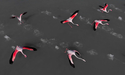 Beautiful flamingos birds in lake water. Spain