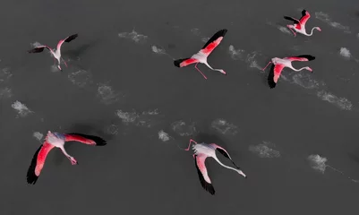 Papier Peint photo Flamant Beautiful flamingos birds in lake water. Spain