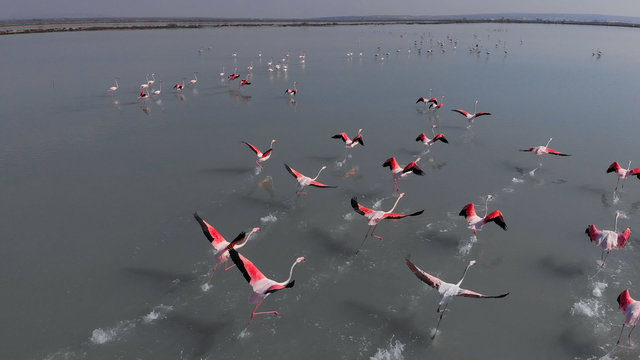 Fototapeta Beautiful flamingos birds in lake water. Spain