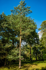 forest trail baddesley clinton stately home