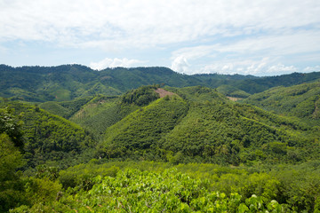 Tropical rain forest hill landscape