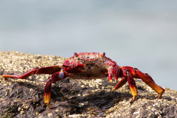 TIERE_4683_rote_Klippenkrabbe