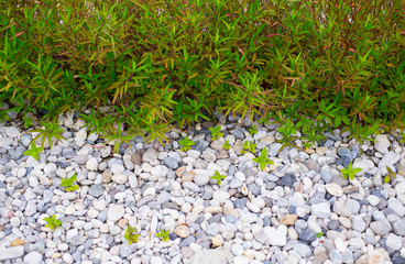 Garden with trees, plants, decorative pebbles together beautiful