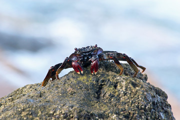 TIERE_5021_rote_Klippenkrabbe