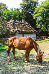 Obraz premium Horse Grazing in a Meadow with a House in the background
