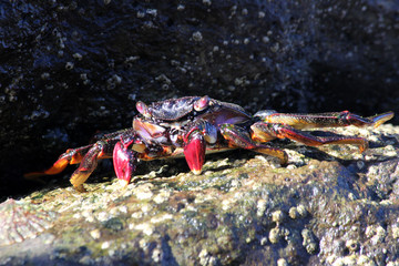 TIERE_5725_rote_Klippenkrabbe