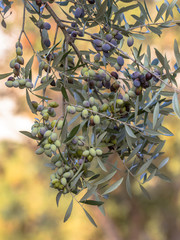 Olives noires sur olivier