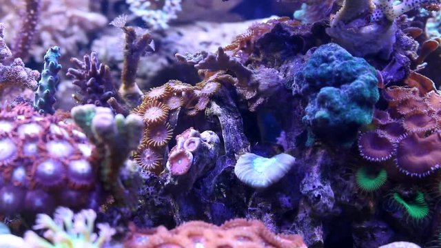Motion of different corals in aquarium tank under the action of flow
