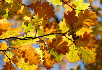Fototapeta premium Colorful autumn leaves