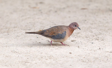 Laughing Dove (Spilopelia senegalensis)