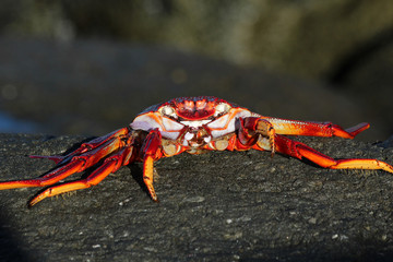 TIERE_5995_rote_Klippenkrabbe
