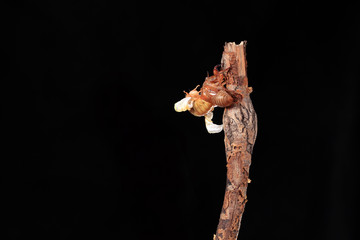 A cicada metamorphoses on a branch,