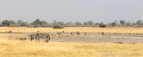 Plakat Large group of different animals close to a waterhole, selective focus
