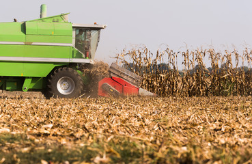 Harvesting of corn field with combine