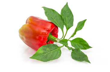 Red bell pepper and twig with leaves on a white background