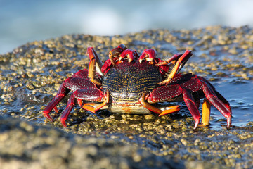 TIERE_6127_rote_Klippenkrabbe
