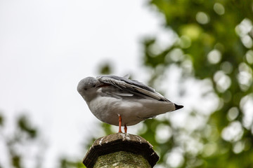 Seagull on pillar