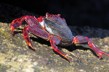 TIERE_6157_rote_Klippenkrabbe