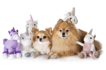 little dogs and unicorn