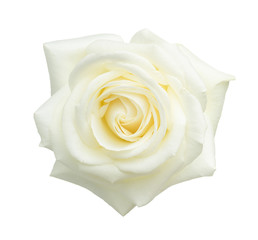 White rose isolated on white background. - 224107241