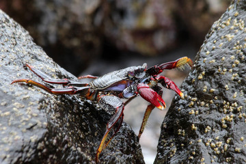 TIERE_6233_rote_Klippenkrabbe