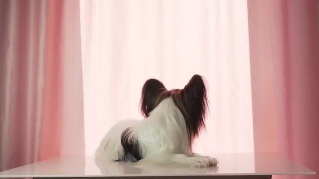 Papillon looks all around footage video