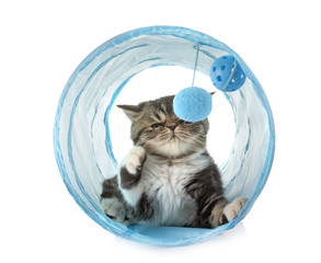 exotic shorthair kitten