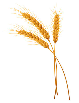 Three isolated spikelets of wheat. Vector illustration.