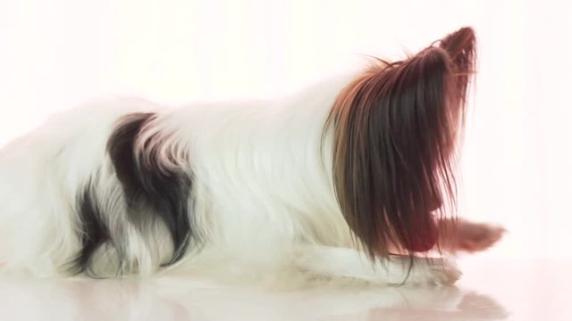 Papillon is eating small red apple slow motion stock footage video