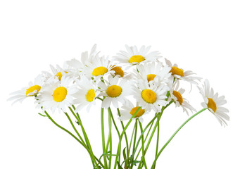 Bouquet of Chamomiles ( Ox-Eye Daisy ) isolated on a white background. - obrazy, fototapety, plakaty