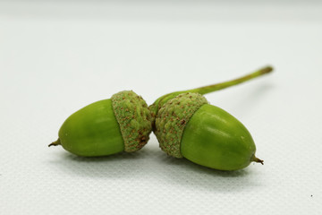 Macro close up of two green acorns, joined by their cups, set against a white background