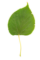 Collection of leaves isolated on a white background