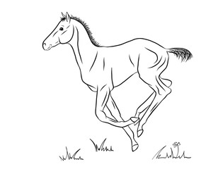 Cantering foal on white background, vector illustration.