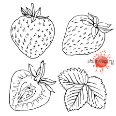 Hand-drawn illustration of Strawberry, vector
