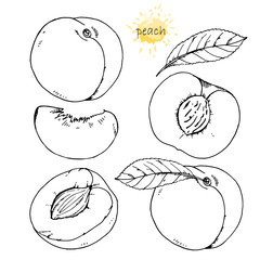 Hand-drawn illustration of Peach, vector