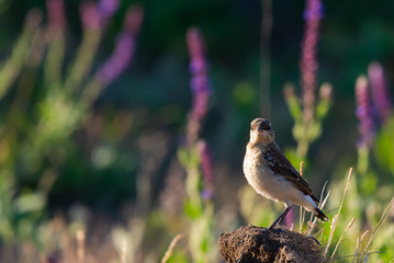 Northern Wheatear or Oenanthe oenanthe