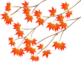 紅葉　椛　楓　秋　和風