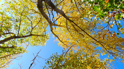 Crown of autumn trees against the blue sky.