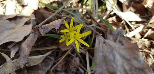 flower in the forest