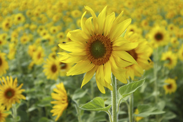 Obraz premium Sonnenblumenfeld 