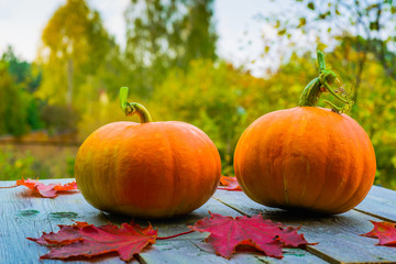Autumn landscape: two ripe pumpkins on the background of autumn, yellow foliage of large trees.