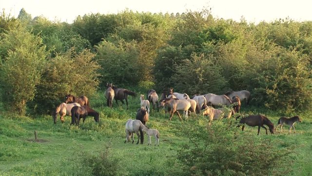 Herd of konik horses move between hawthorn in Dutch river landscape. Semi-wild herds of koniks can be seen today in many nature reserves.