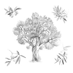 Olive tree isolated pencil hand drawn illustration
