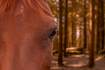 Pferd in Nahaufnahme mit Wald in herbstlichen Farben im Hintergrund