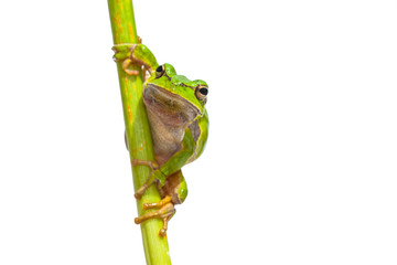 Fototapeta premium Green European Tree frog frontal vertical