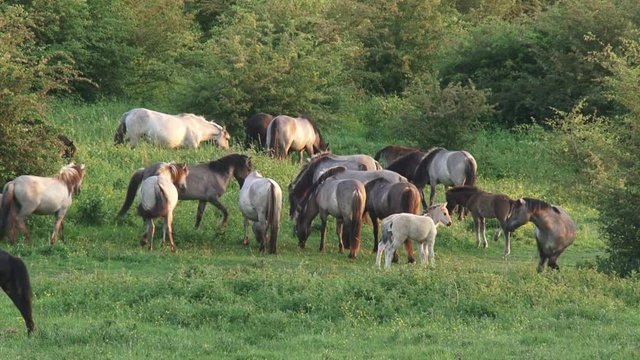 Herd of konik horses graze and move in Dutch river landscape. Semi-wild herds of koniks can be seen today in many nature reserves.