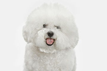 A dog of Bichon frize breed isolated on white color studio
