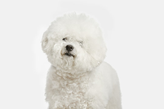 A dog of Bichon frize breed isolated on white color studio