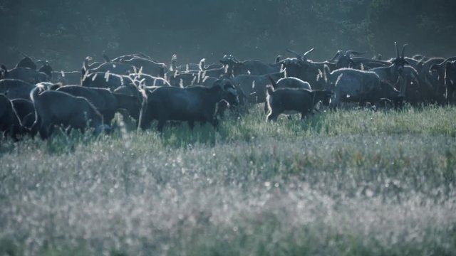 Herd of goats in the field at sunset